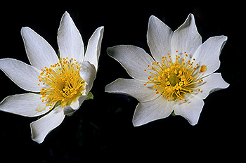 Alpen-Anemone_005.jpg