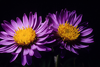 Alpen-Aster_005.jpg