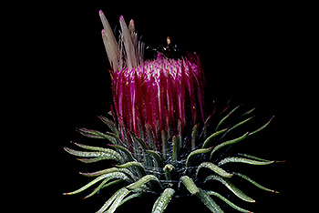 Alpen-Distel_006.jpg