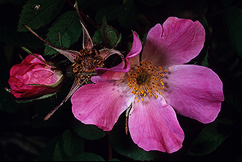 Alpen-Heckenrose_004.jpg