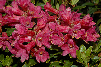 Alpenrose_014.jpg