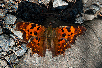 Birchlaui_0120_2.jpg