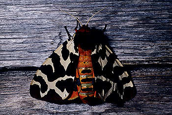 Brauner-Baer01_2.jpg