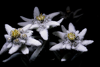 Edelweiss_013.jpg