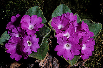 Fluehblumen_011.jpg
