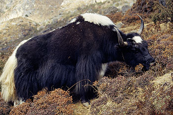 Gokyo23.jpg