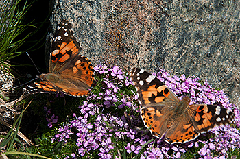 Grosser_Fuchs_01_2.jpg