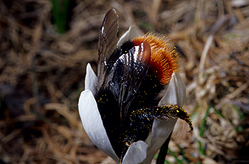 Hummel_01.jpg