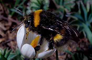 Hummel_02.jpg
