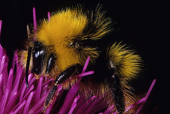 Hummel_03.jpg