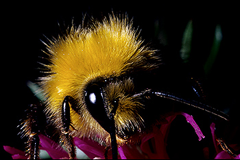 Hummel_04.jpg