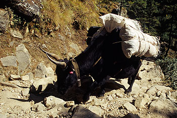 Khumbu_18.jpg
