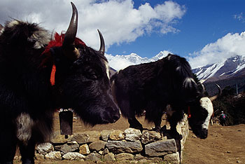 Khumbu_27.jpg