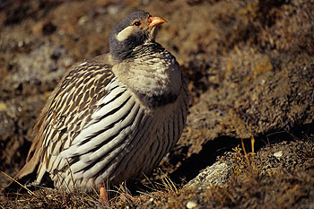 Khumbu_35.jpg