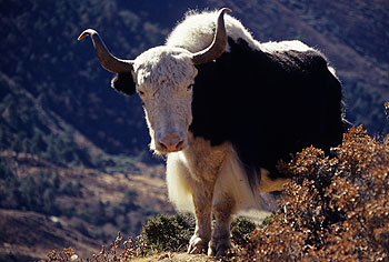 Khumbu_50.jpg