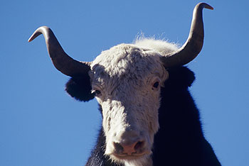 Khumbu_51.jpg