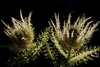 Kratzdistel_005.jpg