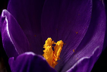 Krokus-Violett_017.jpg