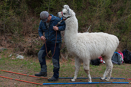Lama-und-Otto1.jpg
