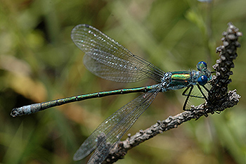 Libelle_01.jpg