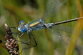 Libelle_02.jpg