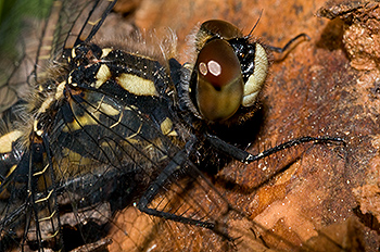 Libelle_03.jpg