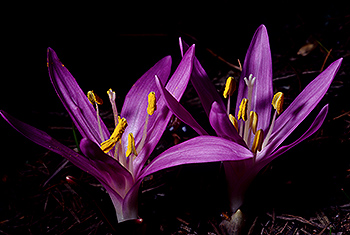 Lichtblume_020.jpg