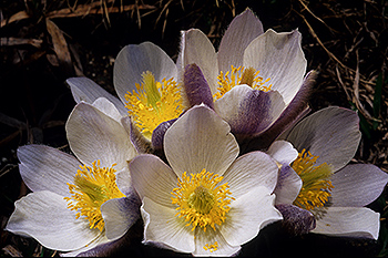 Pelz-Anemone_004.jpg