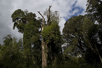 Puyehuewald001.jpg