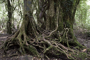 Puyehuewald046.jpg