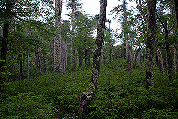 Quetrupillan012.jpg