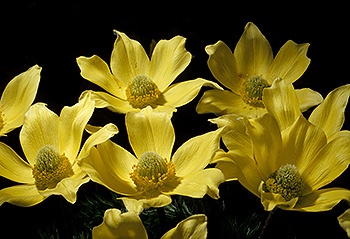 Schwefel-Anemone_002.jpg