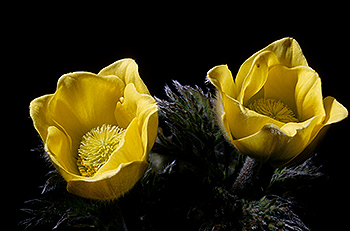Schwefel-Anemone_011.jpg