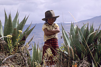 Tocclaraju_05.jpg