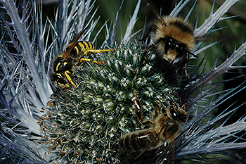 biene-hummel-wespe.jpg