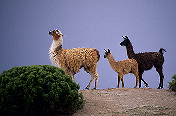 bolivien_09.jpg