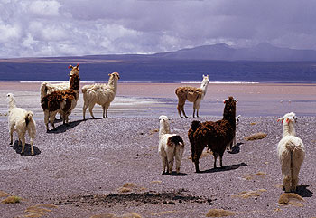 bolivien_36.jpg