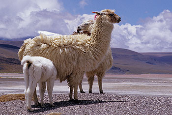 bolivien_37.jpg