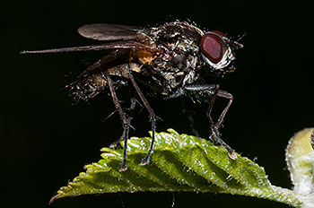 fliegde_01.jpg