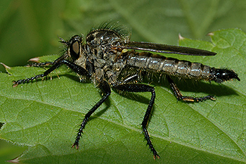 fliegde_02.jpg