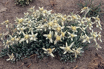 gondokoropass_03.jpg