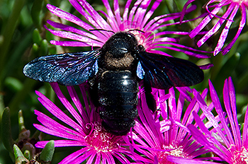 hummel_05.jpg