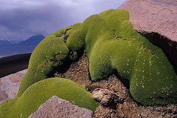 licancabur_03.jpg
