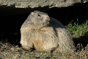 murmeltier_07.jpg