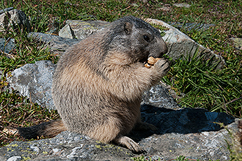 murmeltier_20.jpg