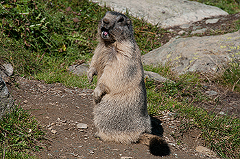 murmeltier_24.jpg