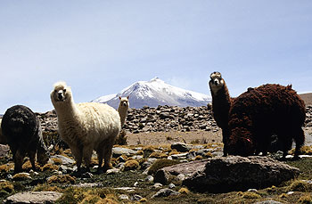 nordchile_18.jpg