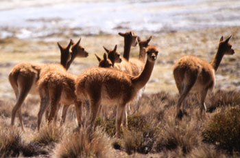 nordchile_35.jpg