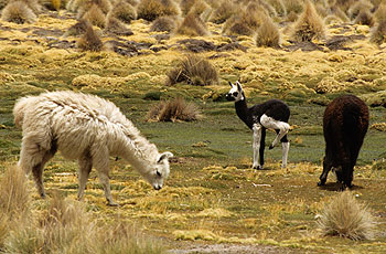 nordchile_36.jpg