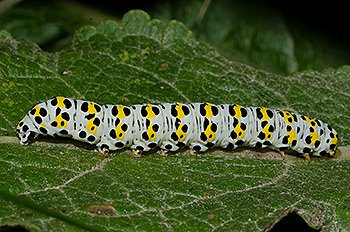 raupe_01.jpg